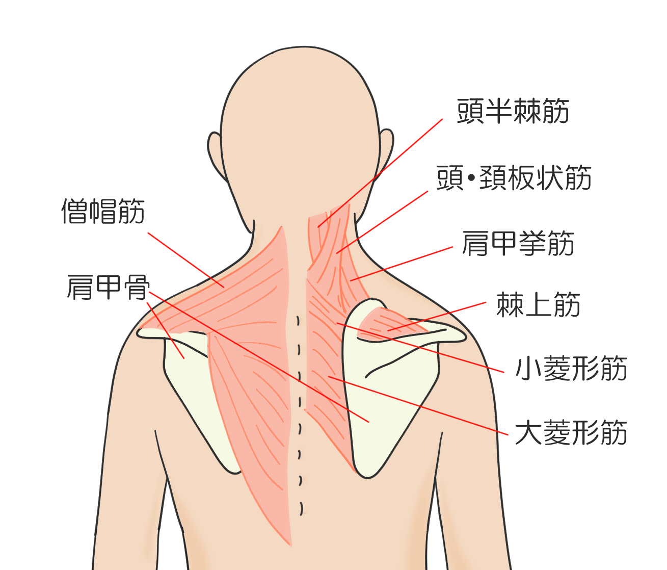 首の痛みの原因と治療法について 岐阜市の整形外科 森整形外科