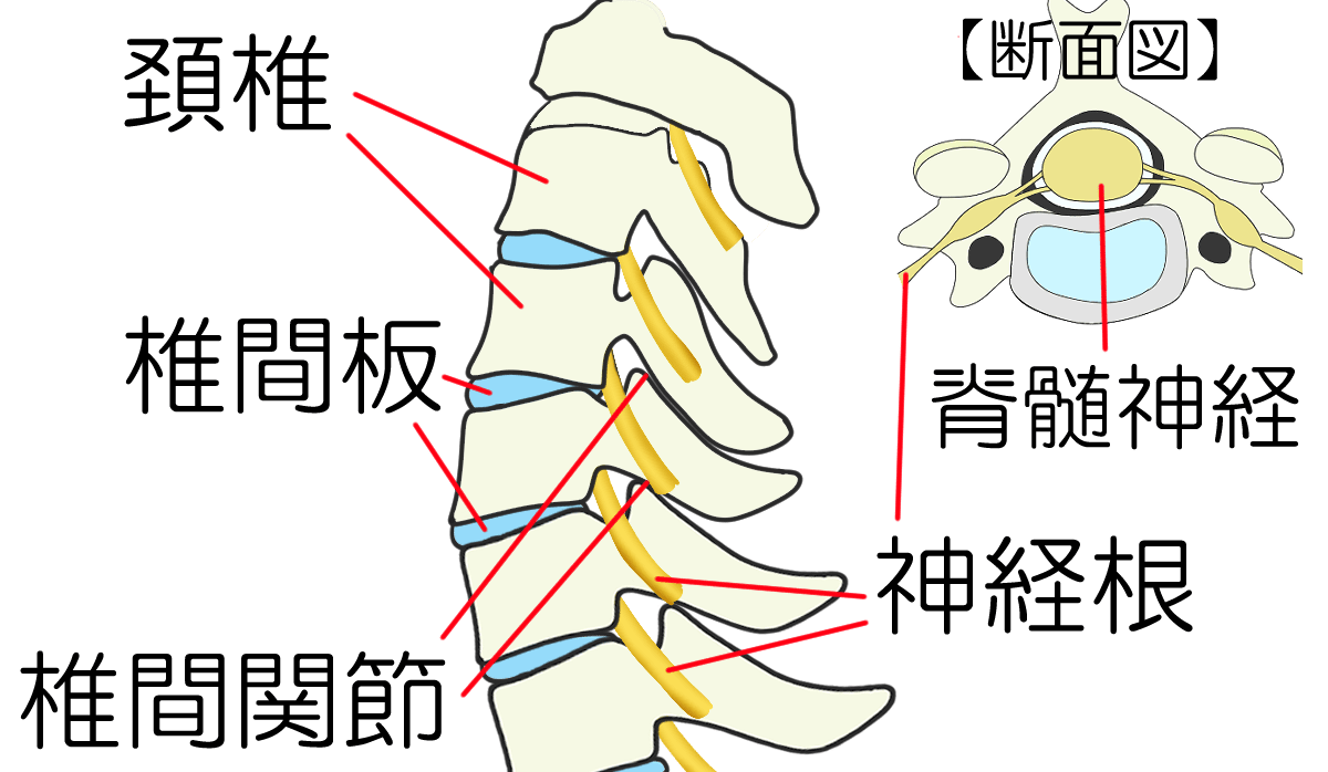 頚椎椎間板ヘルニアについて - 岐阜市 - 森整形外科リハビリクリニック