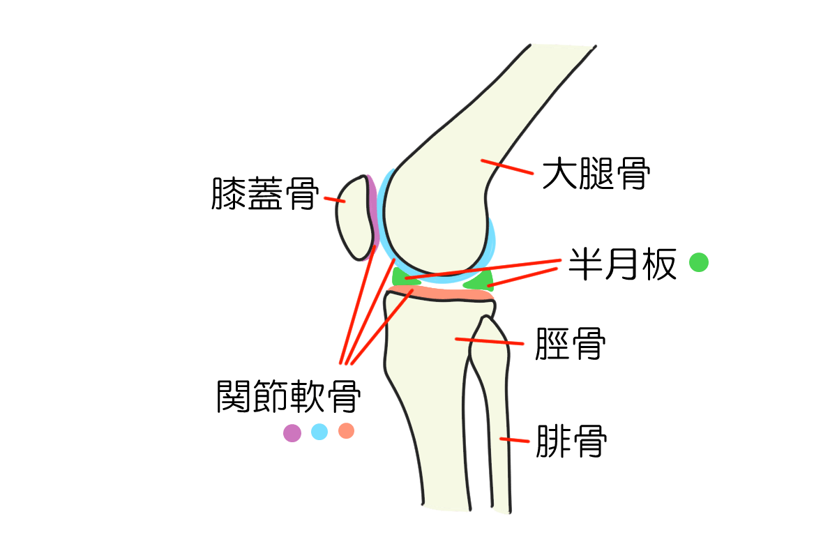 膝の痛みの原因と治療方法について 岐阜市の整形外科 森整形外科