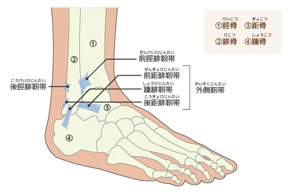 足首の捻挫について - 岐阜市 - 森整形外科リハビリクリニック